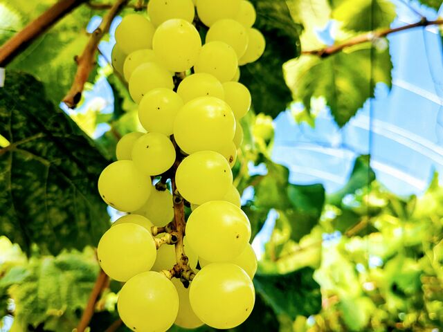 �V���C���}�X�J�b�g������������_�A�O���[���p�[�N �F�s�{�Ԃǂ��̓m