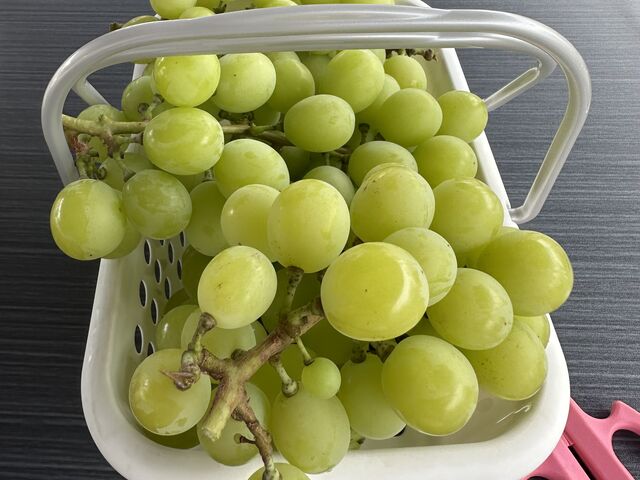 �V���C���}�X�J�b�g_�A�O���[���p�[�N �F�s�{�Ԃǂ��̓m