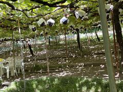 R{(ZR)_(sόԂǂZ^[)̎ʐ^2