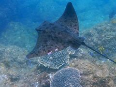 ܂񂳂̈ɓ哇ւ̓eʐ^2