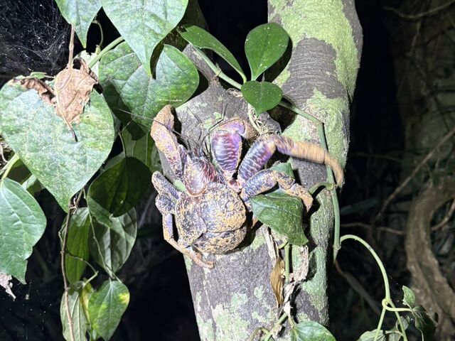 �؂ɓo�郄�V�K�j_MONKEY NAVY