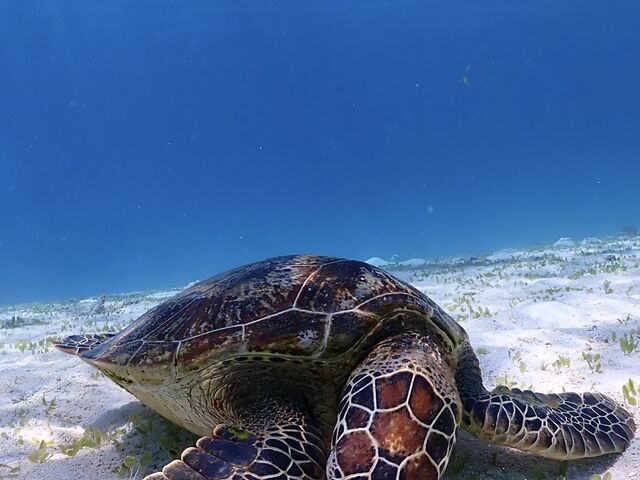 �E�~�K������A�����I�I_�ɗǕ����c�A�[�@�}�J�i