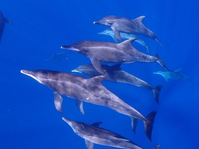 �X�^�b�t����̎B�����C���J_�ɗǕ����c�A�[�@�}�J�i