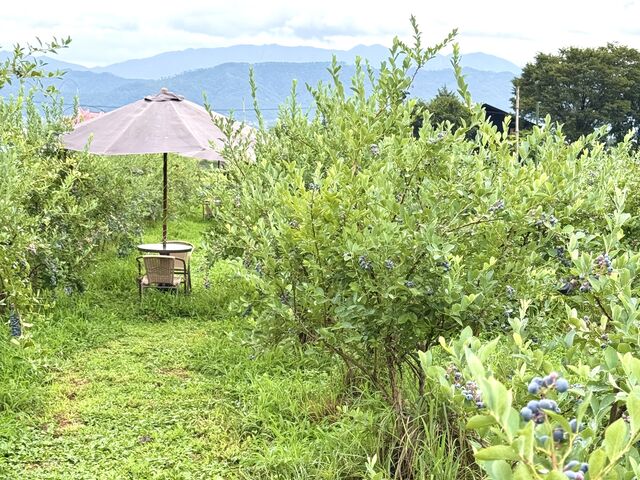 ���S�n���ǂ��A���܂ł����Ă��܂������ȃp���\���Ɖ����B_�u���[�x���[�̐X�@���Â݂�