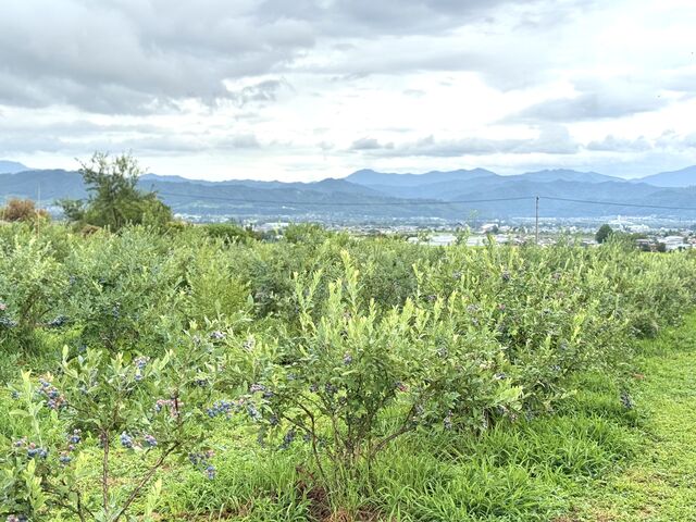 �_��������ܖ�̌i�F�����n���܂��B_�u���[�x���[�̐X�@���Â݂�