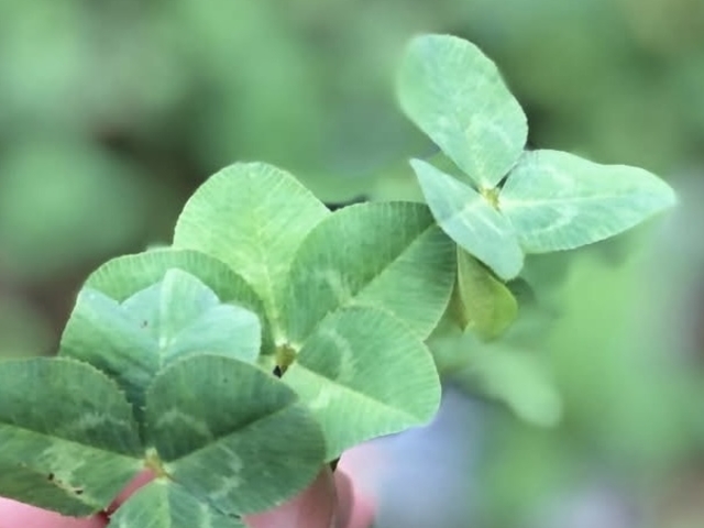 ���ԏ�ɂ͎l�t�A�܂t����R�����Ă��܂����B_�u���[�x���[�̐X�@���Â݂�