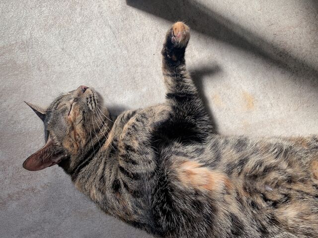 ڂ̑OłĊÂĂꂽ_͂ҁ[񂾂ӂ