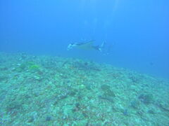 tn822̃_CrOVbv@OHANAւ̓eʐ^3