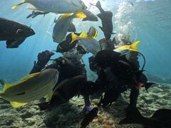 tomo̐̓AJiT_CrOւ̓eʐ^1