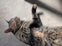 񂳂̂͂ҁ[񂾂ӂւ̓eʐ^1