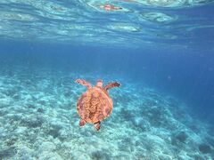 ~̐\ ADVENTURE PiPiւ̓eʐ^2