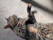 񂳂̂͂ҁ[񂾂ӂ̓eʐ^1