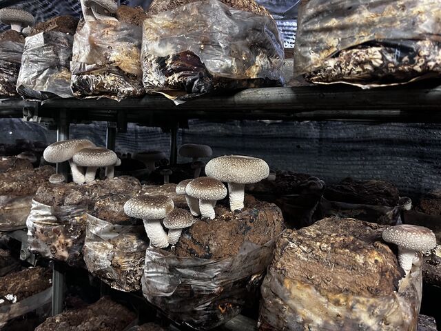 ƂȂ傫Ȃł_OH_₫t@[