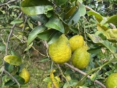 FARMaSEA GARDEN URAGA̎ʐ^1