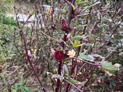 FARMaSEA GARDEN URAGA̎ʐ^2