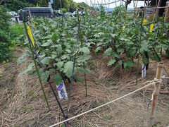 }Ot@[}[Y}[Pbg݂Ȃ݂̗̎ʐ^3