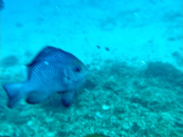 �u���Ă��܂������Ǒ傫�Ȃ����B_�����C���m