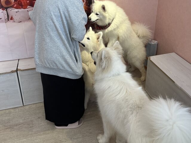 ����������Ă���Ɛl�C�҂ɂȂ�܂�_�h�b�O�M�������[