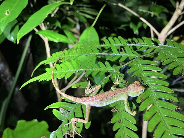 I_�l�C�`���[�c�A�[ ��܂܁[��Ί_��