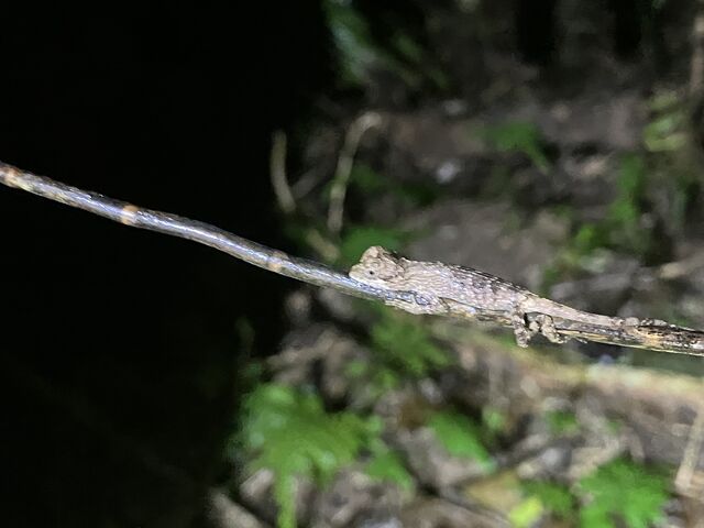 2_�l�C�`���[�c�A�[ ��܂܁[��Ί_��