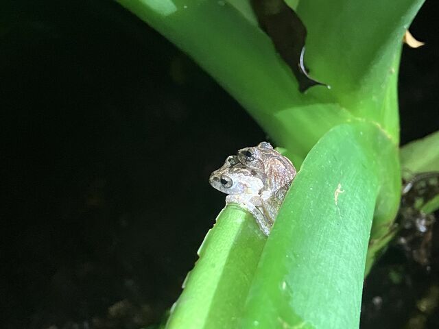 4_�l�C�`���[�c�A�[ ��܂܁[��Ί_��