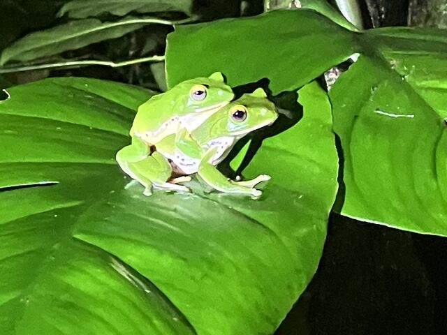 5_�l�C�`���[�c�A�[ ��܂܁[��Ί_��