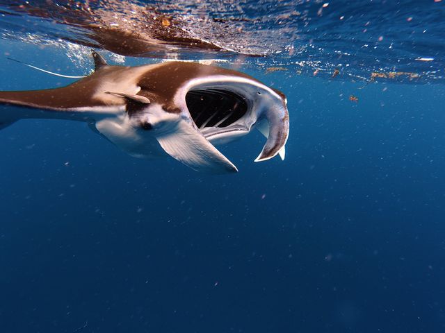 ���H�����̃}���^_Kahoo_ishigaki