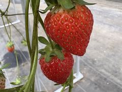 �ʎ��̗��@���c�_���̎ʐ^1