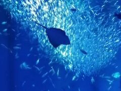 �A�N�A���[���h��錧��������ق̎ʐ^1