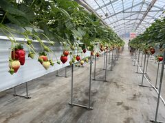 �ߐ{�݂�т̗� �t���[�c�p�[�N�X�̕��̎ʐ^1