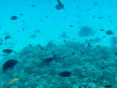 �����C���m�̎ʐ^1