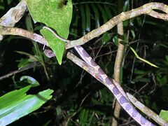 �l�C�`���[�c�A�[ ��܂܁[��Ί_���̎ʐ^3