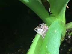 �l�C�`���[�c�A�[ ��܂܁[��Ί_���̎ʐ^4