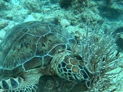 SHISHI�Ί_���̎ʐ^1