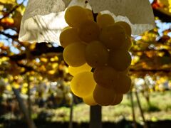 ���������̎ʐ^1