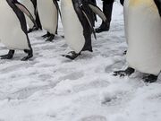 ����������̃����_�[�c�A�[�Y�̓��e�ʐ^1