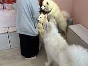 �悤������̃h�b�O�M�������[�̓��e�ʐ^1