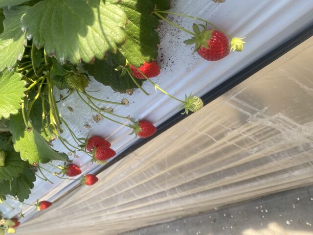 �����Ȏ�ނ����肩���܂��ɂ��������ł���̂����肪�����ł��B_�쓇��������