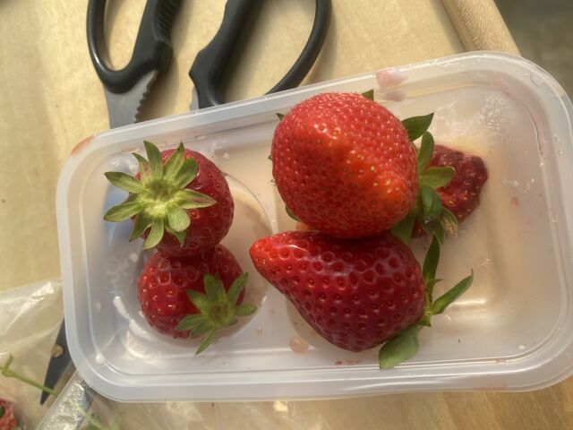 �����������ł��܂��B�H�ה�ׂ��Ĕ��������ł��B
�𚐂�����q�Ȃ̂ŃL�b�`���o�T�~���Q���܂���_�쓇��������