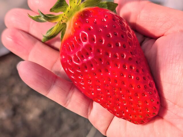 �傫���Â�������_�Ȃ�����