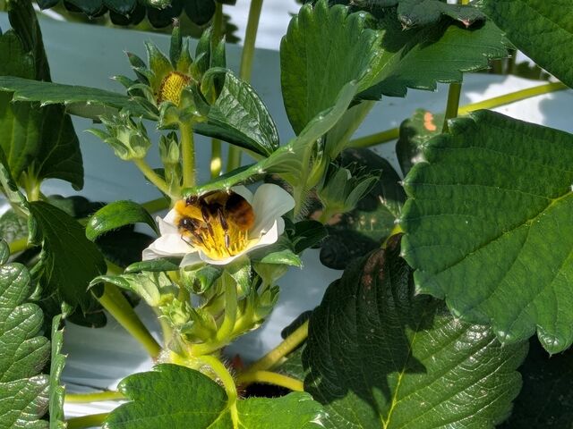 ���C�ȃn�`�������Ă܂����B_���ア������