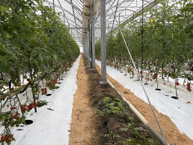 �n�E�X�̗l�q_�{���_��