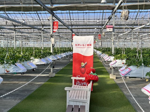 �L���n�E�X��_Sugar Berry ���˂������_��