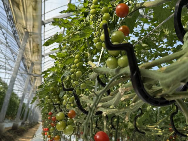 ���n�g�}�g�����ς�����܂���_�{���_��