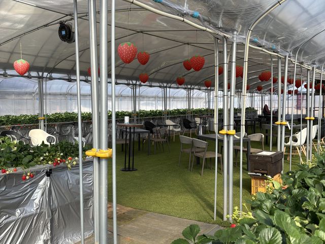 �x�e��������_�₿�܂� ���R�t�@�[��