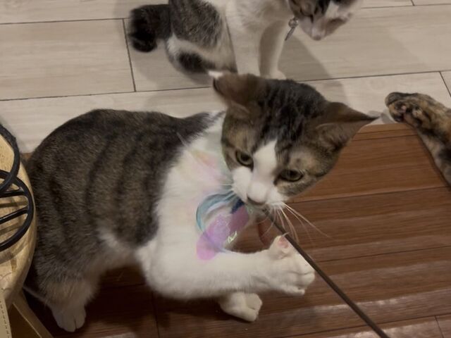 �V�ԃl�R_�ی�L�J�t�F�@�Ђ��܂荆