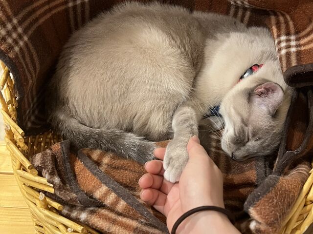 �Q�Ă�l�R_�ی�L�J�t�F�@�Ђ��܂荆