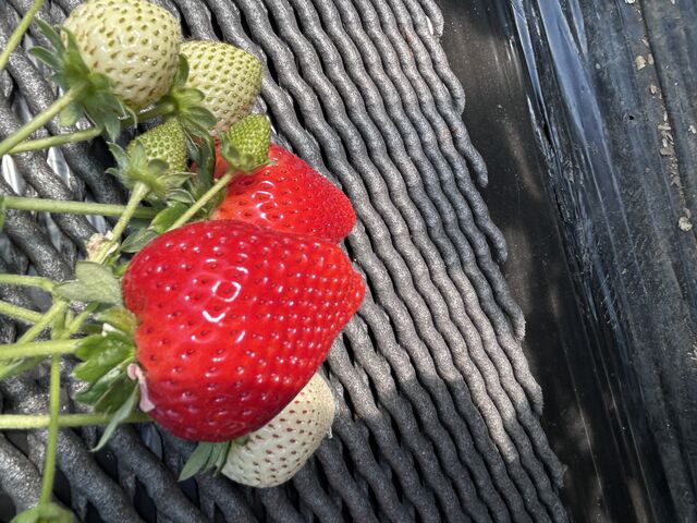 �X�J�C�x���[_�����_��