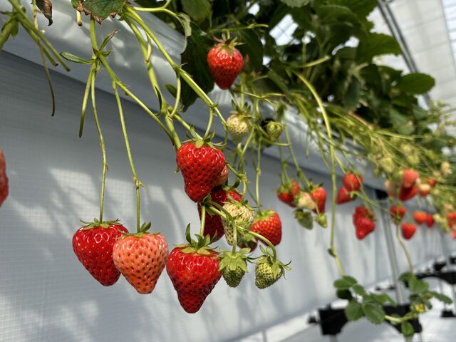 1�̃��[���Ő���ނ̂�������H�ה�ׂł���̂́A�ƂĂ����͓I�ł����B_Lien Ferme(�������_��)