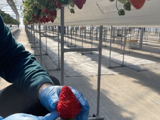 �傫�ȍg�ق��؁I_�I�A�V�X�t�@�[�����ԓ�{��